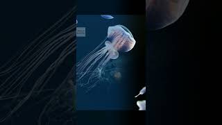 अमर जेलीफिश 🪸  The Immortal Jellyfish Explained 🌊  shorts  Bharat RD Facts [upl. by Areemas]