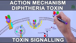 Diphtheria Toxin Action Mechanism  Signalling Pathway [upl. by Yetnom]