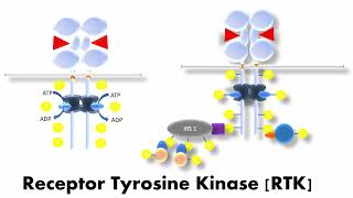 Receptor Tyrosine Kinases  Structure amp Functions in Signal Transduction  Simply Explained [upl. by Balduin]