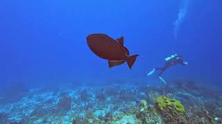 The Villages Scuba Club Cozumel Ep3 [upl. by Georgiana]