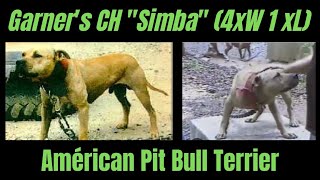 Garners CH quotSimbaquot 4xW 1xL APBT GAMEDOG [upl. by Oniluap]