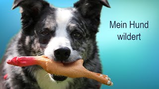 Mein Hund wildert  ist das meine Schuld Haftung [upl. by Baiss]