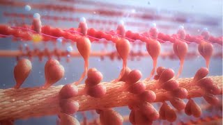 Cardiac Contractility Modulation  Mode of Action English [upl. by Salvatore917]