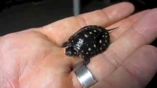 Baby Spotted Turtle [upl. by Eintruoc]