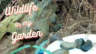 Wildlife Footage in my Backyard Garden  Agile antechinus [upl. by Inoek423]