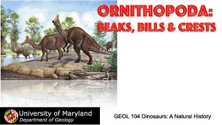 Lecture 18 Ornithopoda Beaks Bills amp Crests [upl. by Atiran510]