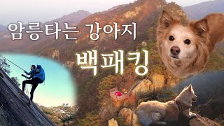 사람 다니는 등산로를 이용하세요  개엄마 하드코어  반려견동반 [upl. by Yerroc]