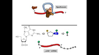 RNA Prozessierung [upl. by Atlante]