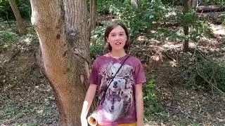 How to find and prepare a wild nut by the name of shagbark hickory [upl. by Kristi]