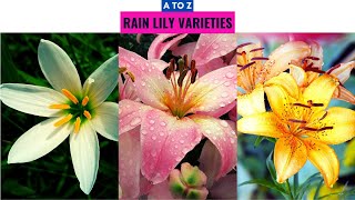 Rain Lily Varieties A to Z [upl. by Daniell495]