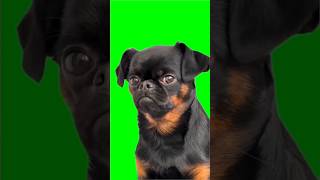 Dog green screen free chromakuts [upl. by Leunad]