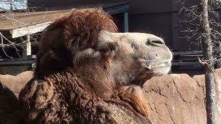 Bactrian Camel  Warning  Closeups are a little disgusting [upl. by Kennedy749]