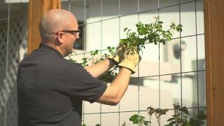 Planting and training your climbing rose [upl. by Kartis]