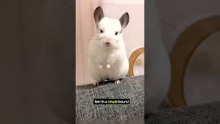 Chinchilla Facts and Information😱😱 shorts chinchilla chinchillalove [upl. by Dollie]