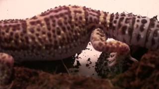 quotGlitzquot Leopard Gecko Laying Eggs [upl. by Tiffa]