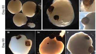 Brain organoid news roundup [upl. by Nojed]