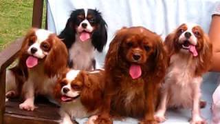 Cavalier King Charles Spaniels being themselves [upl. by Alliuqal]