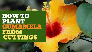 How To Plant Gumamela From Cuttings Tagalog [upl. by Moishe]