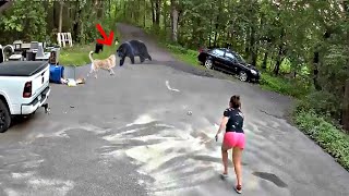 Brave owners saving their dogs from wild animals [upl. by Gal]