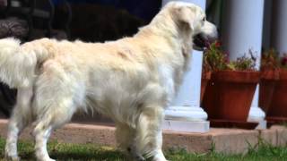 English Cream Golden Retriever Puppy Champion [upl. by Skrap]