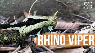 Rhino Viper Bitis nasicornis  Herping Uganda  Mityana Forest [upl. by Asseral267]