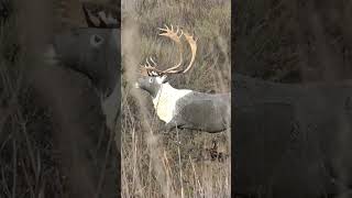 12 ring on a longdistance compound bow shot at a 3D shoot 🏹 [upl. by Yesdnil]