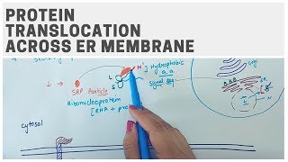 PROTEIN TRANSLOCATION ACROSS ER MEMBRANE [upl. by Annawyt545]