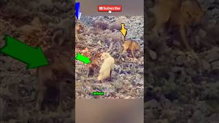 4 wolves attacked one brave dogs and watch what happened wolf dog shorts [upl. by Rivy]