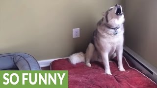 Extremely stubborn Husky throws epic temper tantrum [upl. by Anilahs384]