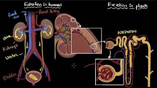 Excretion in humans and plants  Life processes  Class 10 Biology  Khan Academy [upl. by Enyallij250]