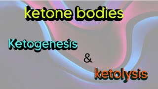 ketone bodies  ketogenesis amp ketolysisbiochemistry metabolism catabolism ketones [upl. by Lexi]