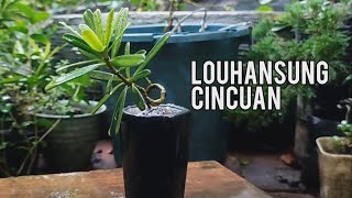 Lohansung Cincuan Podocarpus Macrophyllus [upl. by Geraldina]