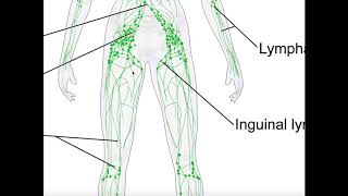 Basics amp Structures of the Lymphatic System [upl. by Janina]