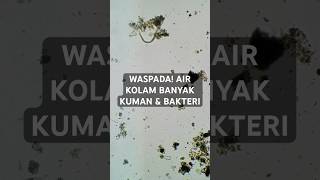 Kehidupan lain di dalam kolam selain ikan Apa ya [upl. by Wayland]