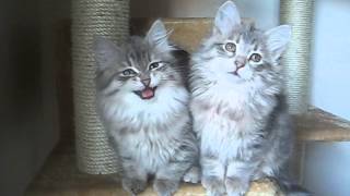 Talking Siberian kittens [upl. by Eidoow]