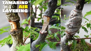 Tamarind Bonsai  Bonsai Techniques  Air Layering  With Update [upl. by Anire]