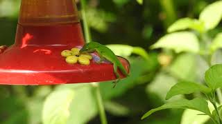 Green Anole drinking from hummingbird feeder [upl. by Riba483]