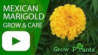 Mexican marigold flowers  growing and care also edible [upl. by Yggam]