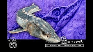 STURGEON FISH an ANCIENT and PREHISTORIC species [upl. by Dnomyad]