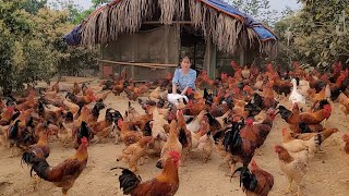 Chicken breeding Farmers bring chickens to the market to sell poorly Episode 143 [upl. by Hrutkay462]