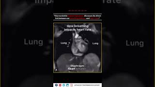 How Breathing Impacts Heart Function The Science Behind Cardiac Preload  Andrew Huberman Explains [upl. by Yaj]