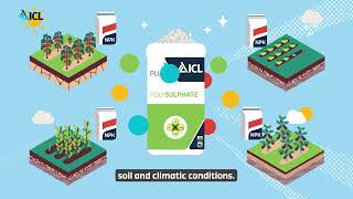 Using Polysulphate to improve NPK Production  ICL [upl. by Hoskinson]