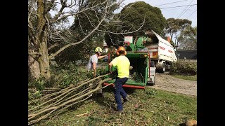 Vlog 66 Chipping time Bandit 1590XP tree chipper in action [upl. by Merce853]