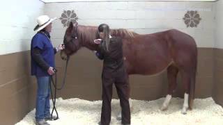 How to Take A Horses Breathing Respiratory Rate with Stethoscope [upl. by Aramois]