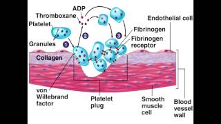 Platelet Plug Formation  Injury Adhesion Activation amp Aggregation [upl. by Allister36]