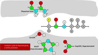 Serine Protease Mechanism [upl. by Lebana]