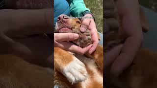 Do you hike with a first aid kit for your dog dogsofyoutube toller dogsthathike dogsafety dog [upl. by Lahpos]