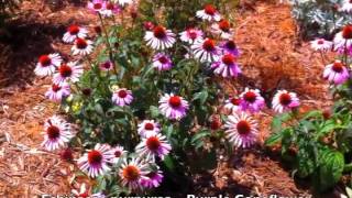 Echinacea purpurea  Purple Coneflower [upl. by Adnarim]