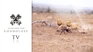 Unforgettable Encounter 5 Lions Ambush One Hyena [upl. by Konstantine693]