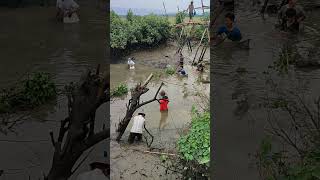 Mencari Ikan Di sungai Dengan Air Surut menangkapikan [upl. by Eldnek]